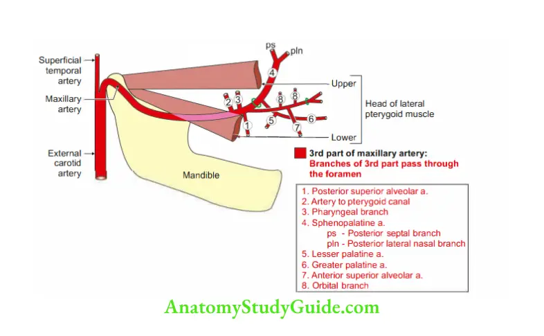 Temporal and Infratemporal Regions Branches of 3rd part of maxillary artery