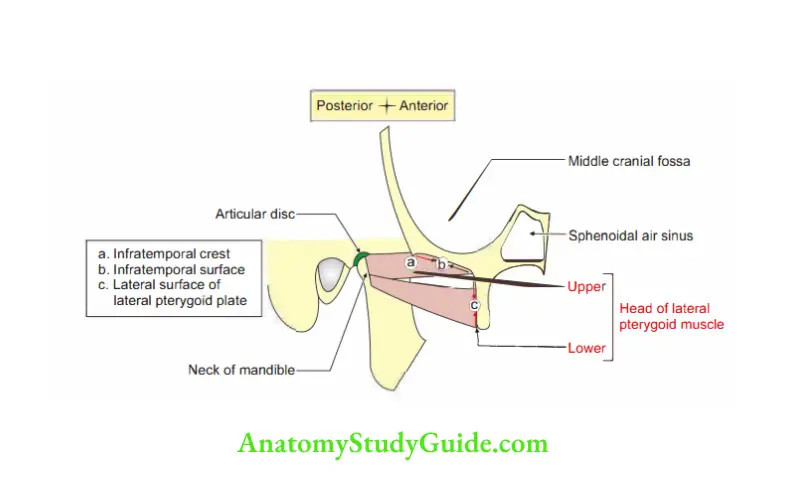 Temporal and Infratemporal Regions Schematic diagram to show attachments of lateral pterygoid muscle