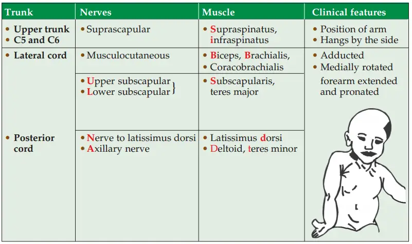 The Axilla Region Affected Nerve, Muscles Paralysed And The Clinical Manifestations Of Erb's Paralysis