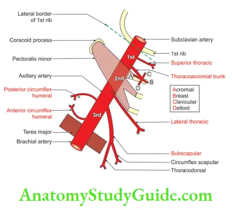 The Axilla Region Branches Of Axillary Artery