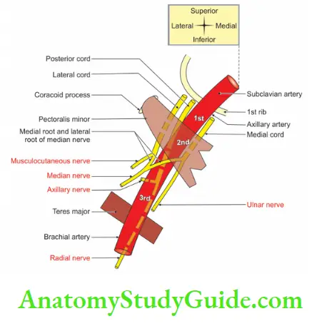 The Axilla Region Relations Of Axillary Artery And Important Nerves Of Upper Limb