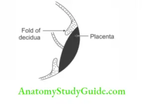 Placenta: Overview, Anatomy, Function & Complications - Anatomy Study Guide