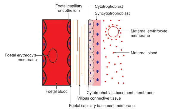 The Placenta Structure of Placental barrier
