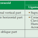 The ligaments and muscles attached to segments of coracoid process