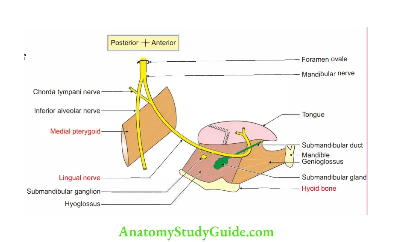 Tongue Course of lingual nerve