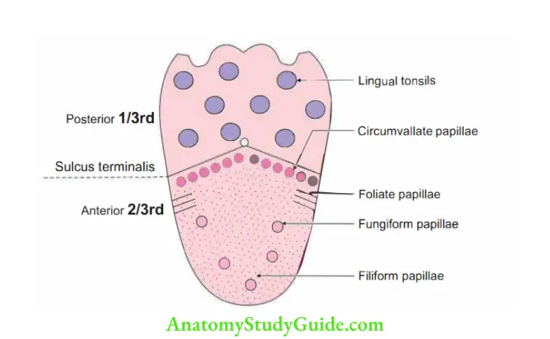 Tongue Different types of papillae present on dorsum of tongue