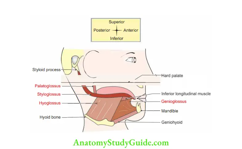 Tongue Extrinsic muscles of tongue