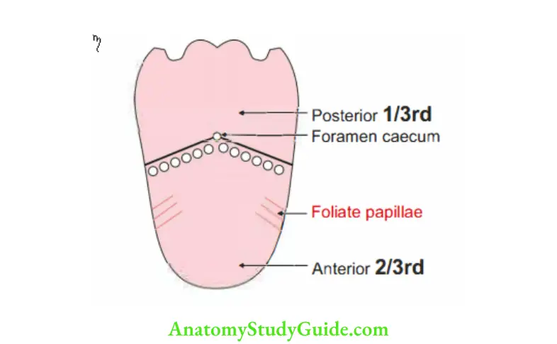 Tongue Foliate papillae of tongue