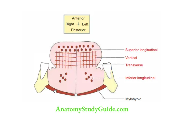Tongue Intrinsic muscles of tongue