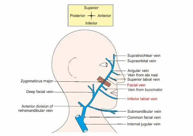 Tributaries of the facial vein