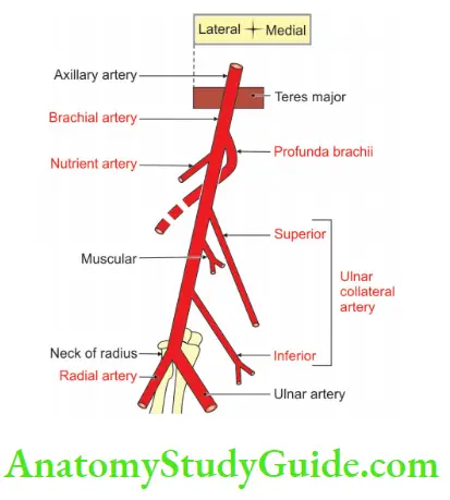 Upper Limb Arm Muscles Branches Of Brachial Artery
