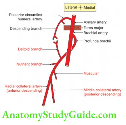Upper Limb Arm Muscles Branches Of Profunda Brachii Artery