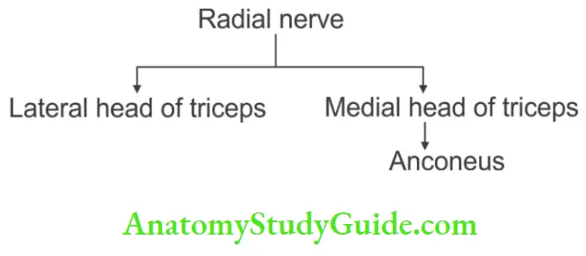 Upper Limb Arm Muscles Branches Of Radial Nerve In Radial Groove