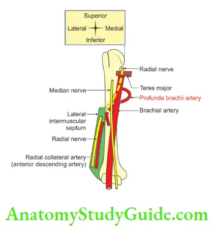 Upper Limb Arm Muscles Course And Relations Of Profunda Brachii Artery