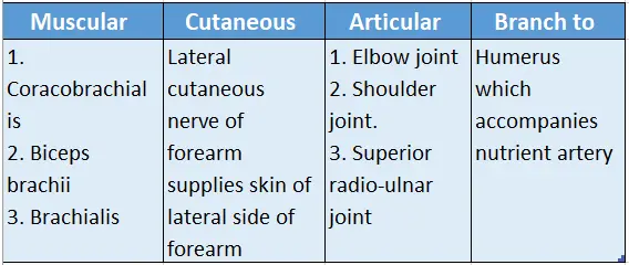 Upper Limb Arm Muscles Distribution Of Musculocutaneous Nerve