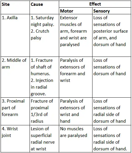 Upper Limb Arm Muscles Injury To Radial Nerve At Various Sites And The Effects Of Sensory And Motor Nerves