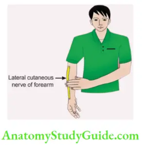 Arm Muscles Attachments And Actions Of Biceps Brachii Upper Limb ...