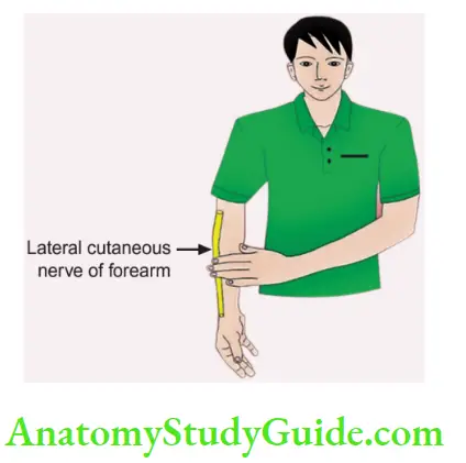 Upper Limb Arm Muscles Left Hand On The Lateral Surface Of Right Forearm Signify That Musculocutaneous Nerve Continues Nerve Of Forearm