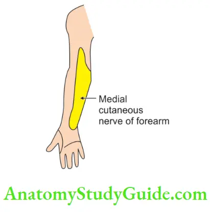 Upper Limb Arm Muscles Medial Cutaneous Nerve Of Forearm