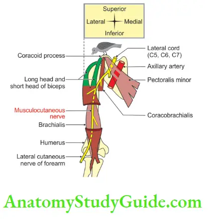 Upper Limb Arm Muscles Musculocutaneous Nerve