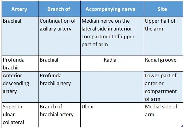 Upper Limb Arm Muscles Nerves Accompanying Brachial Artery And Its Branches