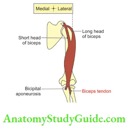 Upper Limb Arm Muscles Proximal And Distal Attachments Of Biceps Brachii Muscle