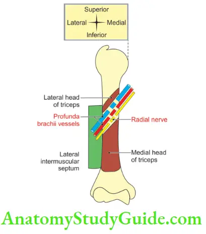 Upper Limb Arm Muscles Structures Present Between Medial And Lateral Head Of Triceps