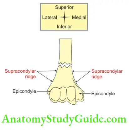 Upper Limb Arm Muscles Supracondylar Fracture