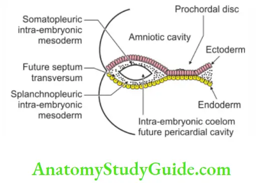 Urogenital system Surface ectoderm epithelium