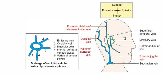 Veins of the scalp draining into external jugular vein