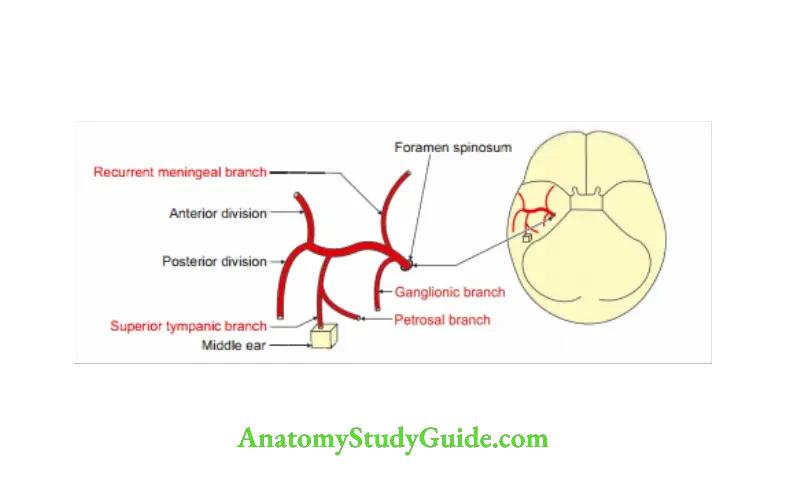 Cranial Cavity lntracranial course of middle meningeal artery.