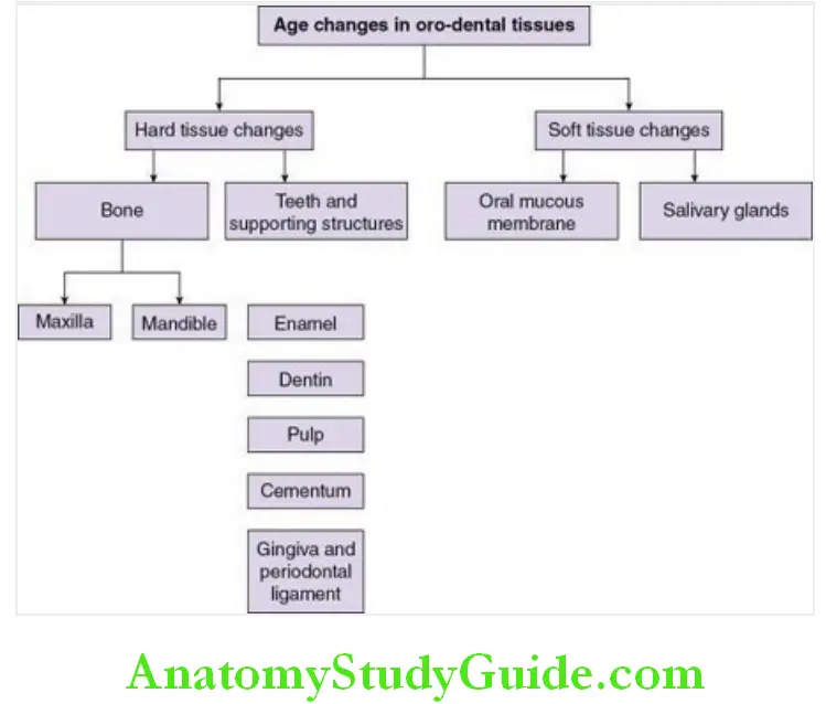 Age changes in the oral cavity and teeth age changes in the oro dental tissues