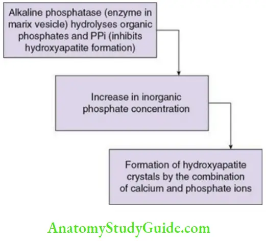Alveolar bone alkaline phosphatase theory