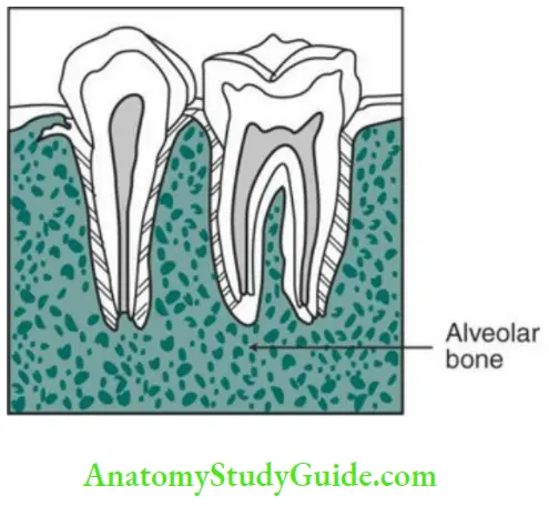 Alveolar bone alveolar bone