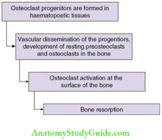 Alveolar bone bone resorption