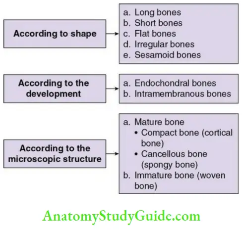 Alveolar bone classification of bone