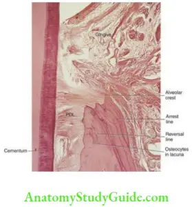 Alveolar Bone Oral Histology Notes - Anatomy Study Guide