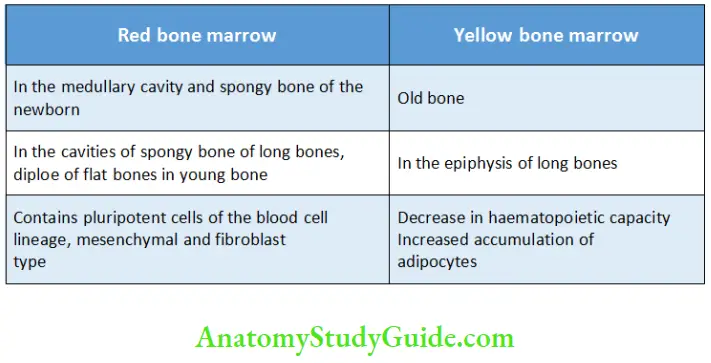 Alveolar bone marrow tissues in bone