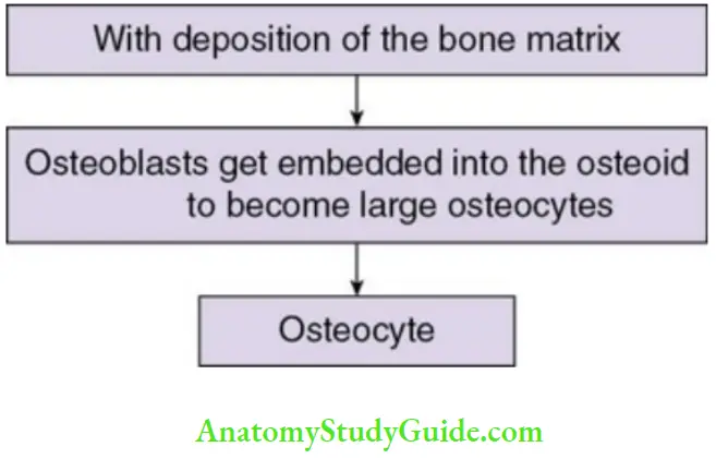 Alveolar bone origin of an osteocyte