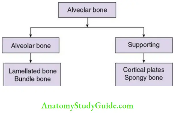 Alveolar bone parts of the alveolar bone