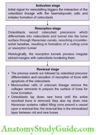 Alveolar bone regulation of endochondral ossification.