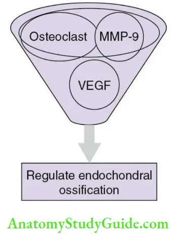 Alveolar bone regulation of endochondral ossification