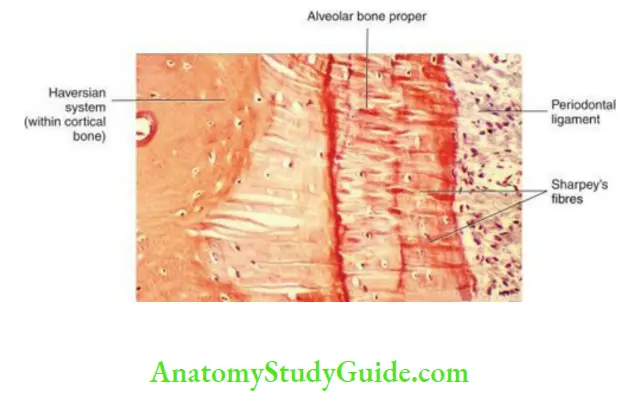 Alveolar bone sharpeys fibers inserted into the bone through the periodontal ligament