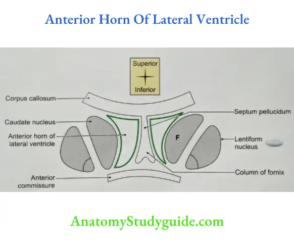 Anterior Horn Of Lateral Ventricle