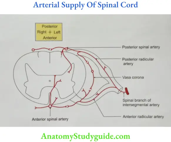 Arterial Supply Of Spinal Cord