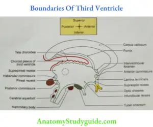 Fornix Of The Brain: Anatomy And Functions - Anatomy Study Guide