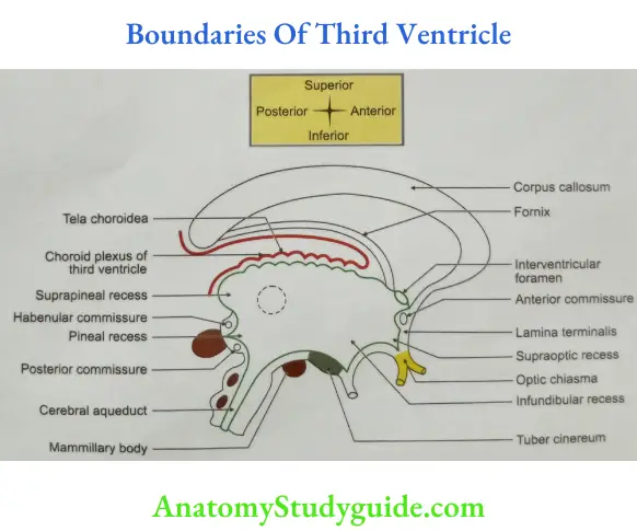 Boundaries Of Third Ventricle