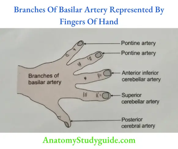 Branches Of Basilar Artery Represented By Fingers Of Hand