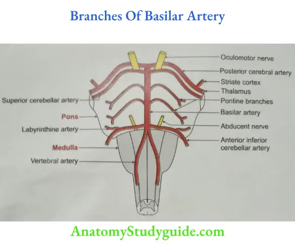 Branches Of Basilar Artery