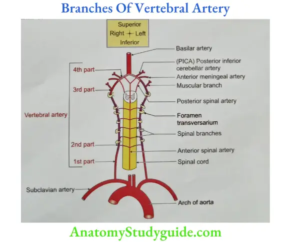 Branches Of Vertebral Artery